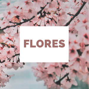 Flores