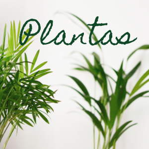 Plantas